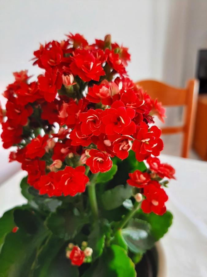 Ammousa Hotel Apartments Ліксурі Екстер'єр фото